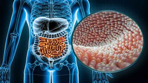 Mikrobioma Usus Yang Membantu Anda Hidup Hingga Tahun Etindonesia