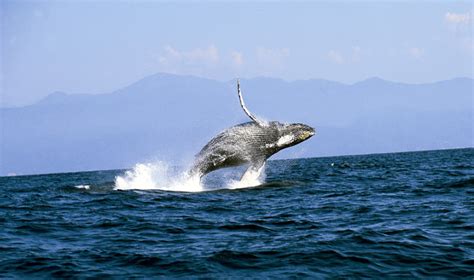 Llega A Puerto Vallarta Nado Por Las Ballenas En Pro De La