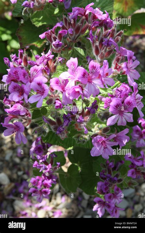 Planta De Pelargonio Fotograf As E Im Genes De Alta Resoluci N Alamy