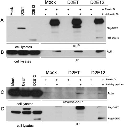 Immunoprecipitation Western Blot