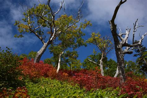 紅葉が進んでいます 北アルプス表銀座 燕岳（つばくろだけ）の山小屋 燕山荘グループ