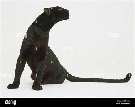 A Black Panther or Leopard (Panthera pardus) sitting Stock Photo - Alamy