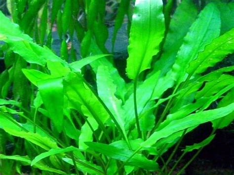 Aponogeton abyssinicus - Апоногетон абисиникус | Българска аквариумна ...