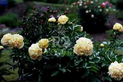 Paeonia-Peony Quitzin | R2 Peony - offer