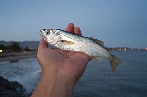 Queenfish - Pier Fishing in California