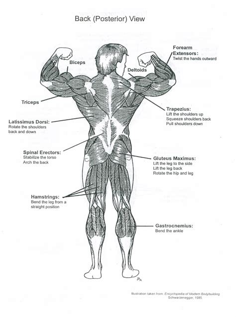 Muscle Anatomy Chart Muscle Anatomy Muscle Diagram Anatomy Images