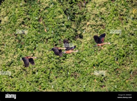 A Flock Of Migratory Birds Flying Over The Sky Of Jahangirnagar