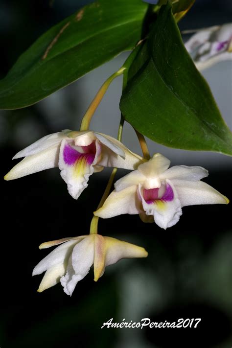 Orquídeas Soltas Dendrobium Platygastrium