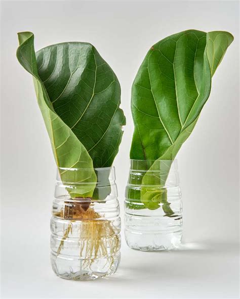 How To Propagate A Fiddle Leaf Fig Successfully