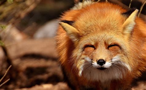 Interesting Facts About Foxes Fun Fox Facts