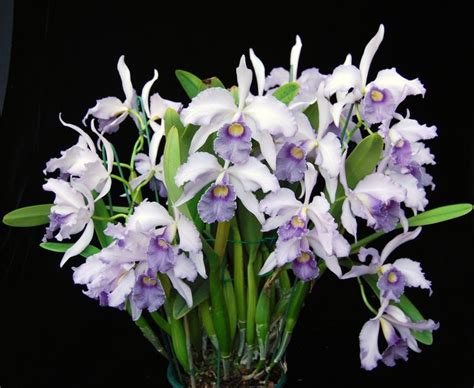 Lc Canhamiana Var Coerulea 6686 Cattleya Orchid Beautiful Orchids