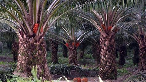 musim mas introduces  gs series palm oil seeds   oil