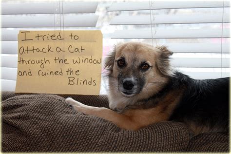 20 Hilarious Photos Of Dog Shaming Thethings