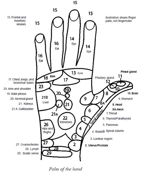 Reflex Zones In Palms Of The Hand Learn Self Healing Techniques Online