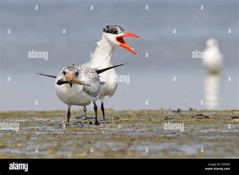 Caspian Tern Feeds Baby Bird Stock Photo Alamy