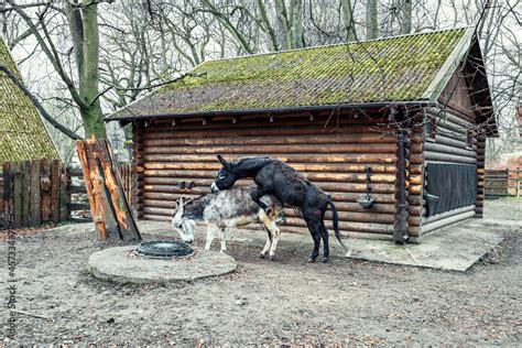 Donkey mating. A black domestic donkey climbs on a gray one Stock Photo ...