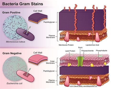 Estrutura Bacteriana Gram Positiva E Negativa Detalhes científicos