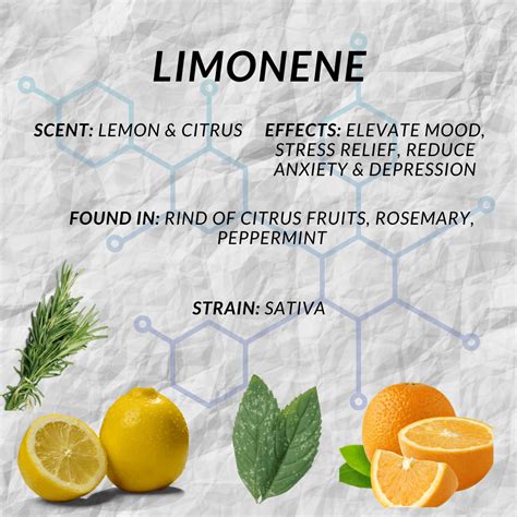 Limonene Terpene Explained