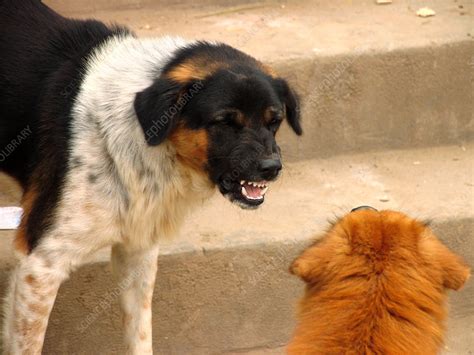 Aggressive dogs - Stock Image - Z932/0410 - Science Photo Library