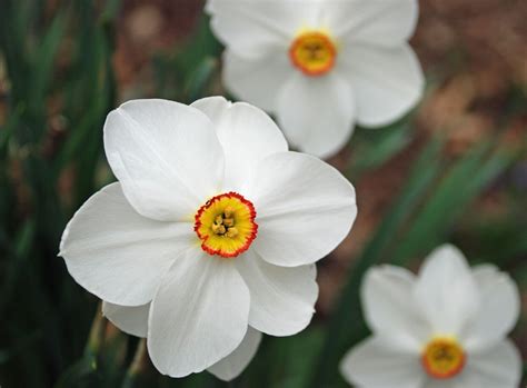 1 100 Actaea Poeticus Daffodilnarcissus Bulbs Rare Spring Garden