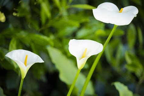 Planta Copo De Leite Como Cuidar Cores Significado E Mais