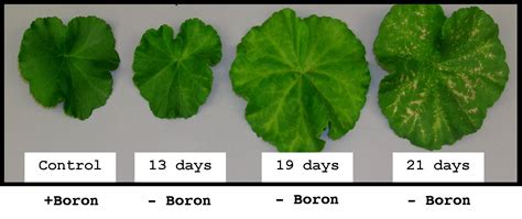 Plant Nutrients Explained Everything You Ever Need To Know