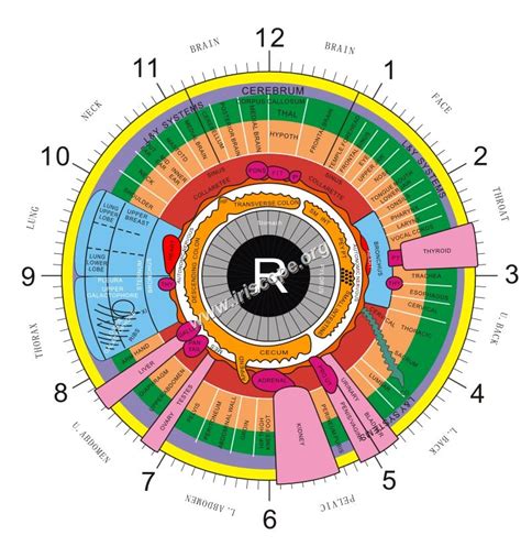 Iridology Chart Right Eye Here S A Quick Way To Get Iriscope