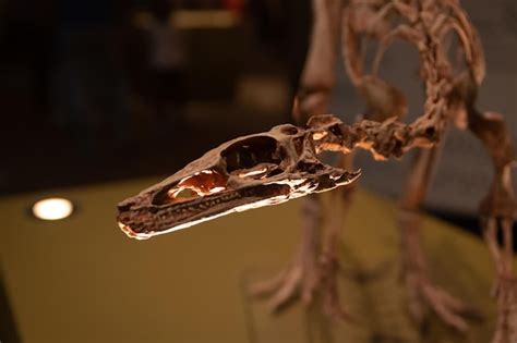 Premium Photo Dinosaur Skeleton In Close View Selective Focus