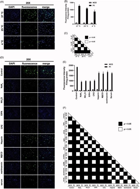 In Silico Identification And Experimental Validation Of Cellular Uptake