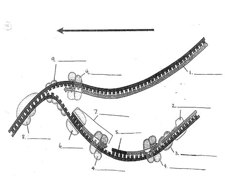 Dna Replication Diagram Quizlet