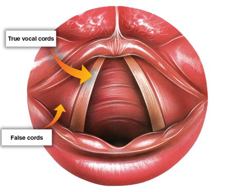 The Passaggio Explained Part 1 The Ins And Outs Of Changing Vocal