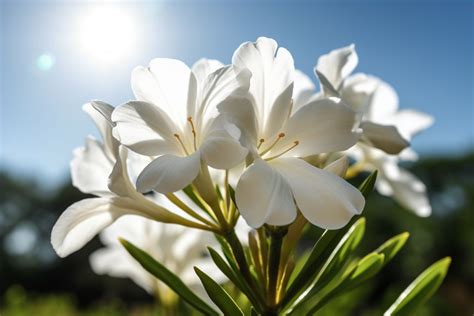 White Oleander Flower Meaning Symbolism Spiritual Significance