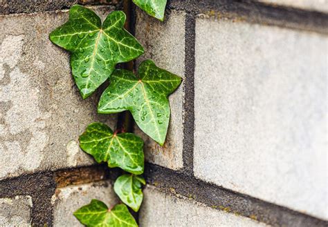 Plantas pouca luz As melhores escolhas para espaços sombra