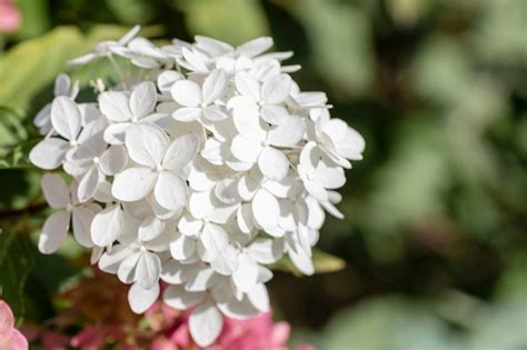 Hortensia Inflorescencia Hermosas Flores Blancas Primer Plano Foto