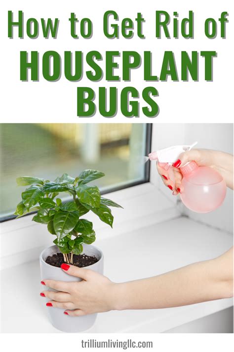 How To Get Rid Of Bugs In My Indoor Plants