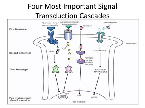 Neurons, communication and transduction