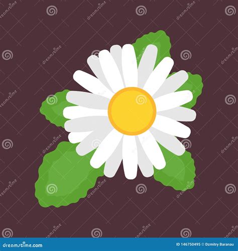 Chamomile Top View Vector Icon Flower Nature. Daisy Floral Plant Yellow