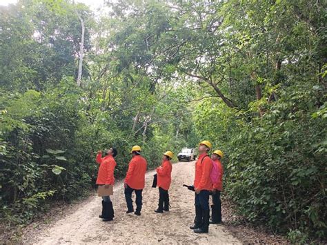 Ayuntamiento De Felipe Carrillo Puerto Protege La Selva Maya