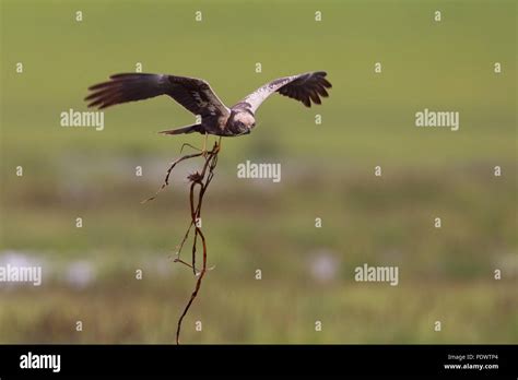 Marsh Harrier in breeding habitat flying with nesting material Stock ...