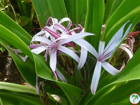 Crinum lily - GARDEN GALLERIES - PalmTalk