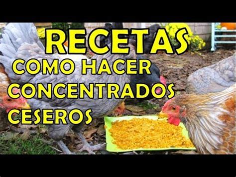 Concentrado Casero Para Gallinas Ponedoras Y Pollos De Engorde