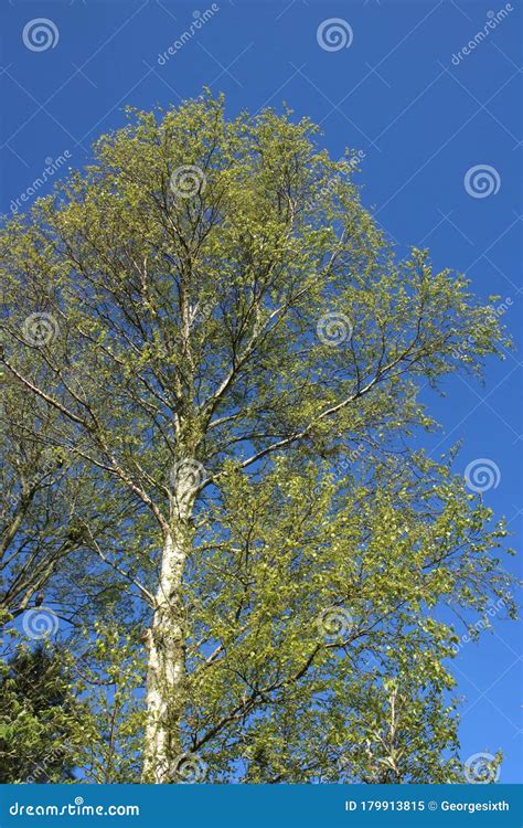 Silver Birch Tree Betula Pendula In Spring Stock Image Image Of