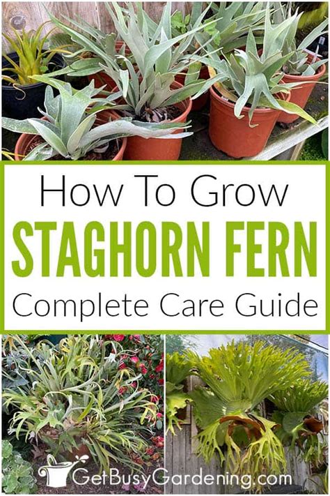 Staghorn Fern Care Guide How To Grow Platycerium Bifurcatum