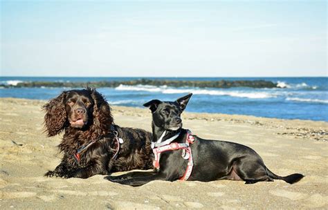 12 Best Dog-Friendly Beaches in New Jersey | PlanetWare