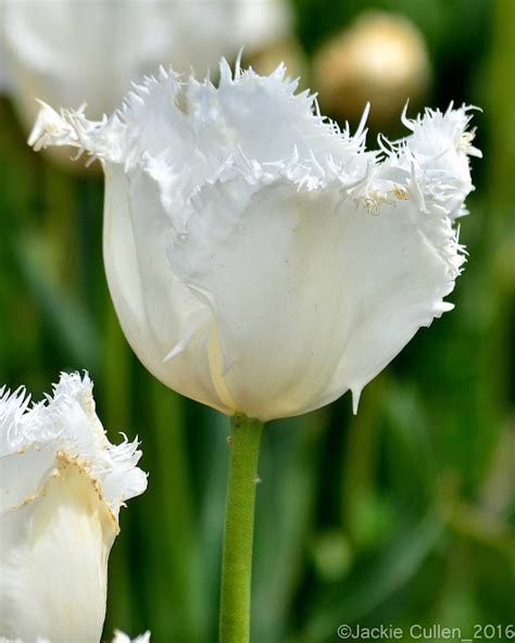 Hình ảnh hoa Tulip trắng và ý nghĩa của hoa Tulip màu trắng - Tạp chí ...