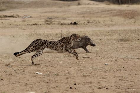 Guépard Chassant Le Warthog Photo stock - Image du nourriture, vitesse ...