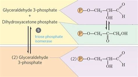 Glycolysis Definition Equation Enzymes 10 Steps Diagram Bút Chì Xanh