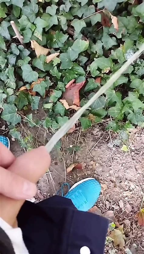 Free Piss And Cum Compilation Gay Porn Videos Xhamster