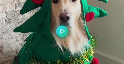 Happiest Christmas Tree Album On Imgur