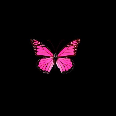 Hot Pink Butterfly Wallpaper